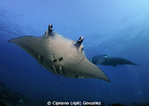 Mantas at cleaning station by Cipriano (ripli) Gonzalez 